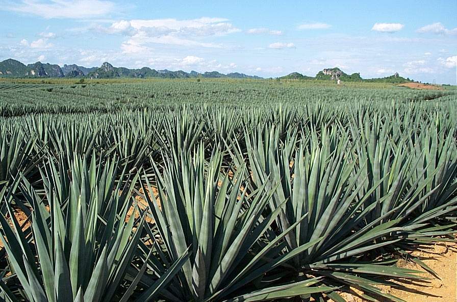 Hahnemühle Agave Natural Line made from Agave Plants (A. sisalana)